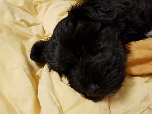 Santi