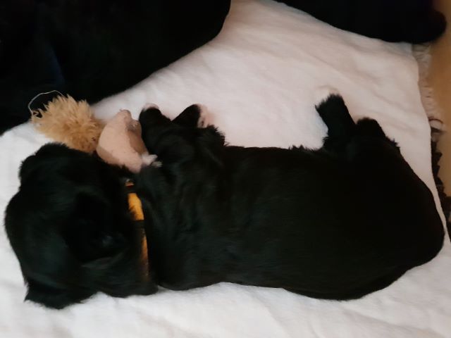 Mia