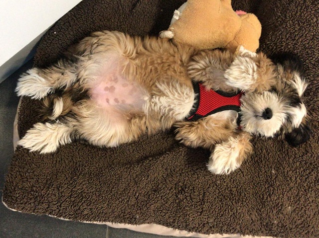 Steiff-Tierchen