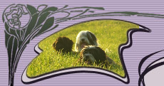 Tibet Terrier-Zwinger "von Almaka"