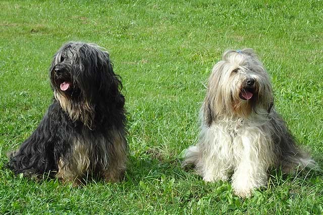 Brisgo und Milka
