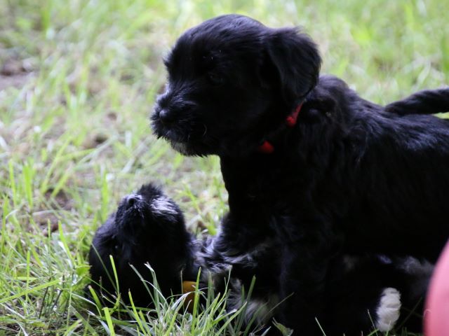 Juli und Mia beim Raufen