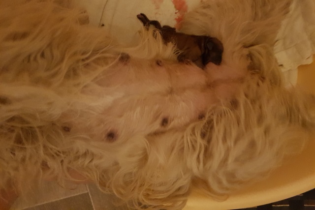 4:25 Uhr: Hündin 1 hat Mama noch ganz für sich