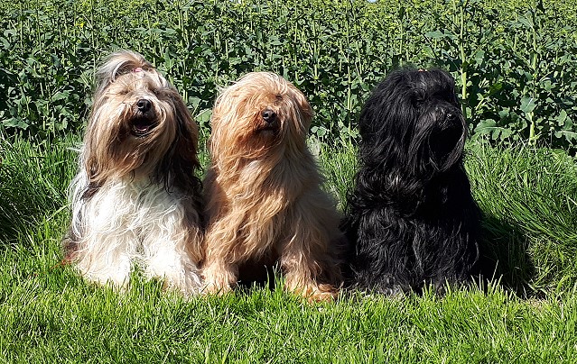 Milka, Bya-ra und Yeshi im Rapsfeld