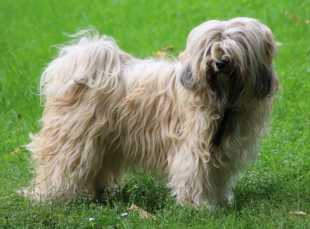 Tibet Terrier Liebhaberzucht Srinagar Danda Tibet Terrier Liebhaber Zucht Srinagar Danda