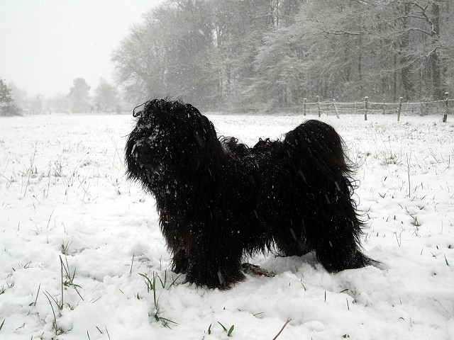 Tibet-Terrier Yeshi im Schnee im Dezember 2014