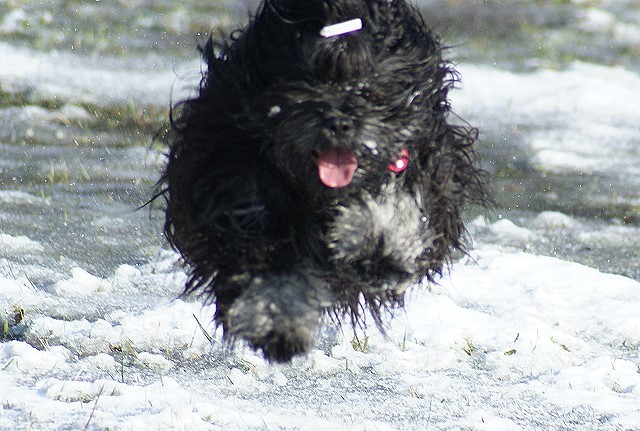 Tibet-Terrier Rüde Yeshi im Januar 2015