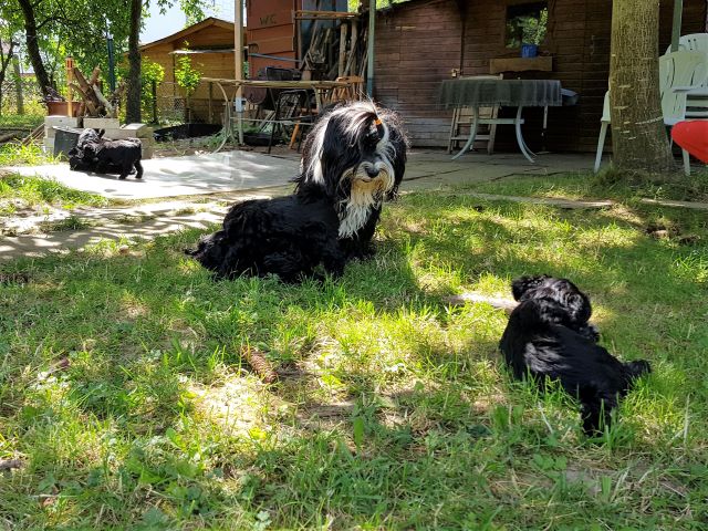 Lisha und die Kinder