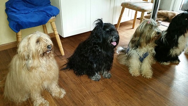 v.l. Bya-ra, Yeshi, Milka und Lisha