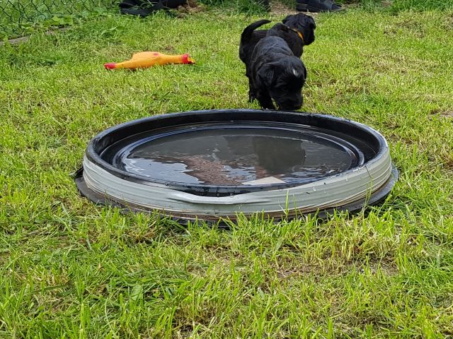 der Deckel der Wassertonne als Baby-Pool ;-)