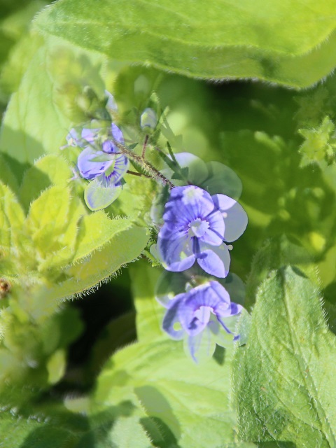 Blüten
