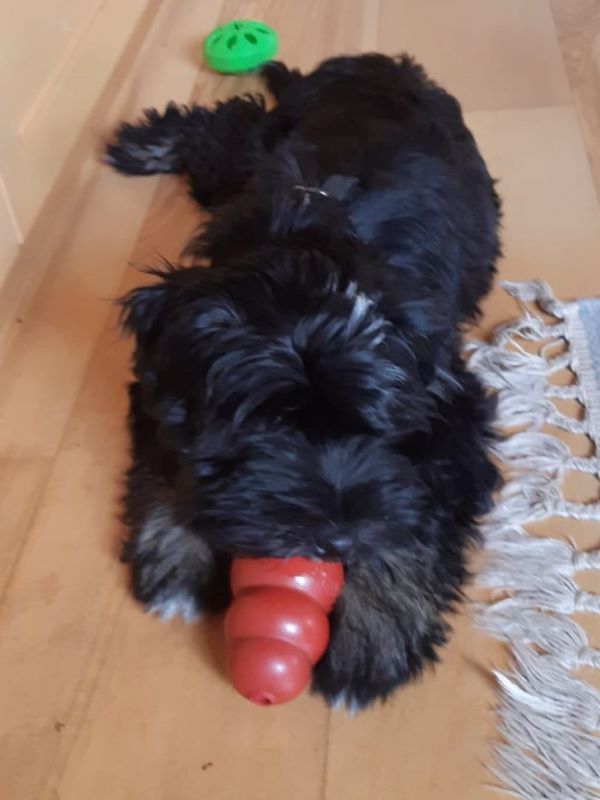 Jinpa (J-Wurf 2019) mit Kong
