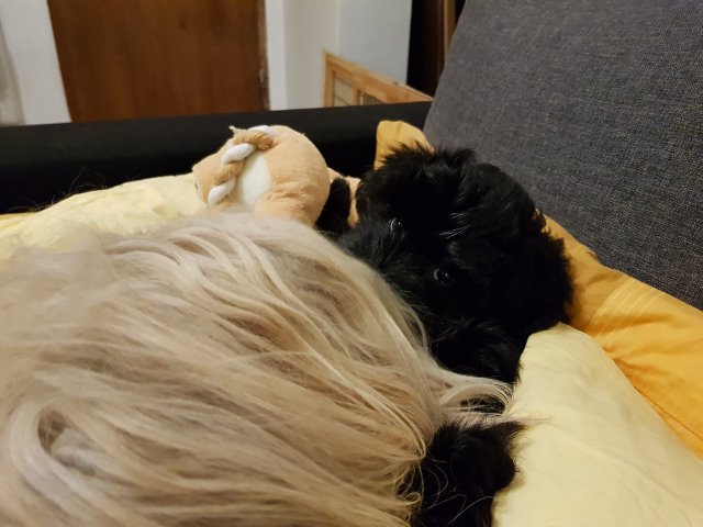 Sam genießt das Raufen mit Tante Fiona