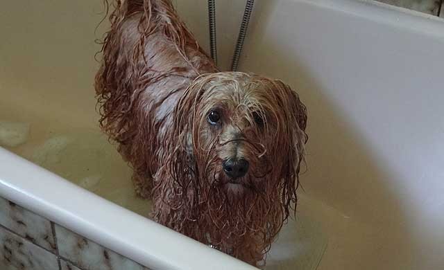 Bya-ra in der Wanne