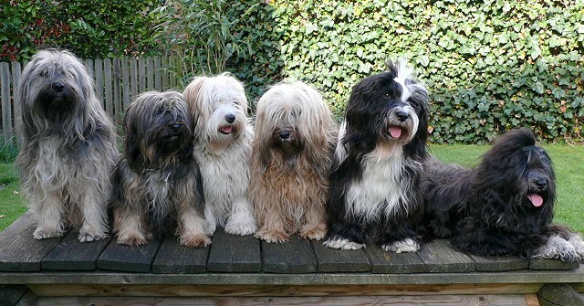v.l. Momo, Lima, Dari, Chumbi, Lisha und Yeshi