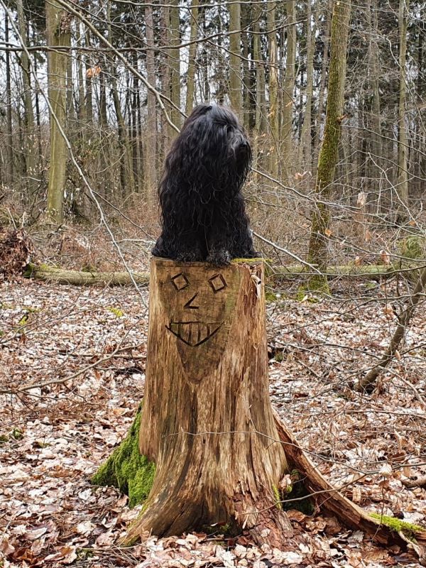Yeshi - Herr über den Wald