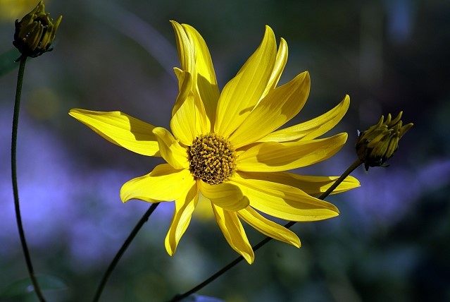 Flora und Fauna in meinem Garten - August 2014