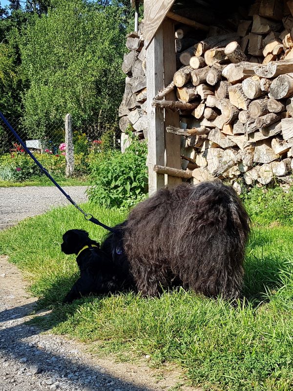 Mia mit Mihu beim Anfänger-Gassi-Unterricht