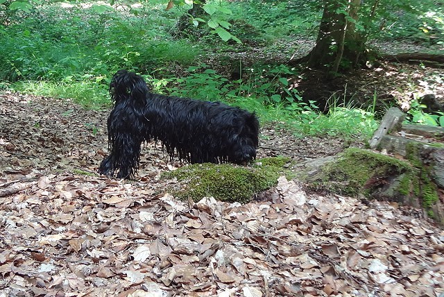 Yeshis Badespaß im Bach