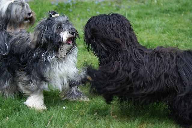 Jita und Yeshi beim Spielen