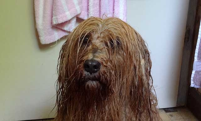 Nach dem Baden noch ganz nass