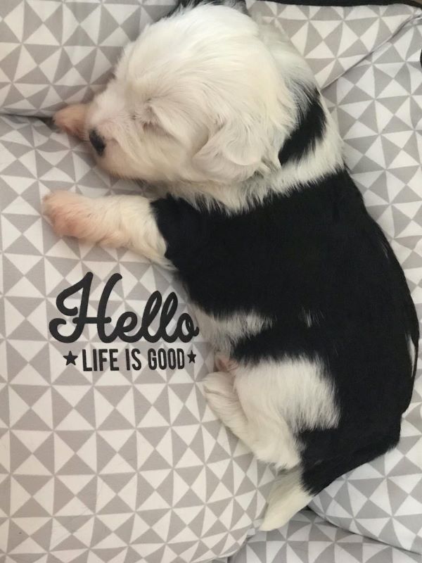 Li-nas Sohn Than-ju (Arundhati Tibet Terrier)