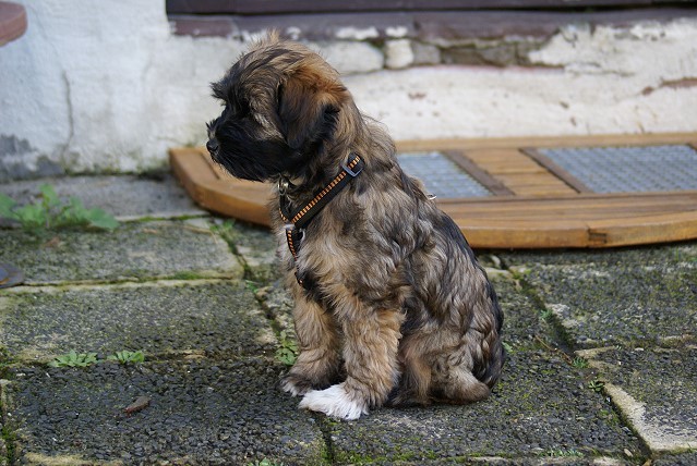 Femi - 11 Wochen alt - in der Hundeschule