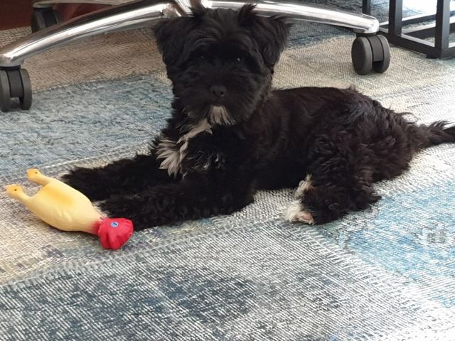 Mia (J-Wurf 2019): cooles Huhn, hat mir der Papa spendiert!