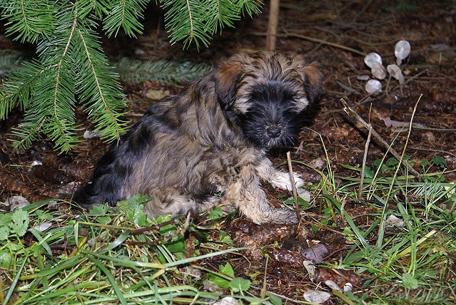 Femi - 11 Wochen alt - im Garten