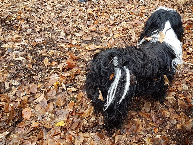 Dezember in Frankfurt: Lisha im Herbstkleid