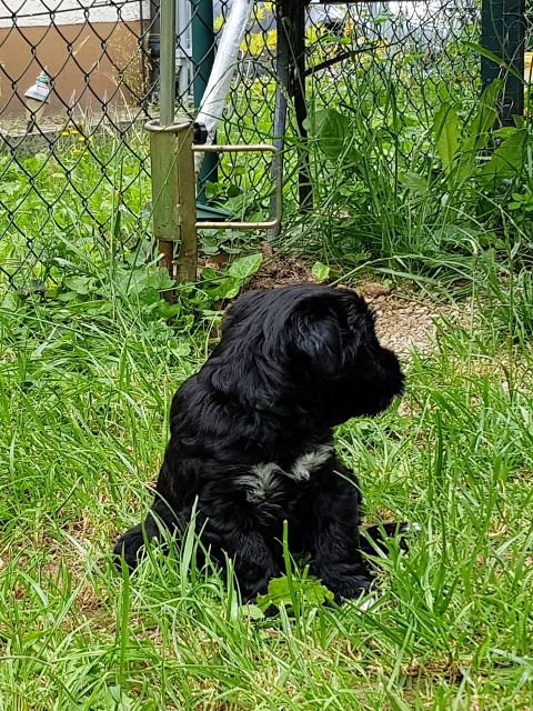 Pepper