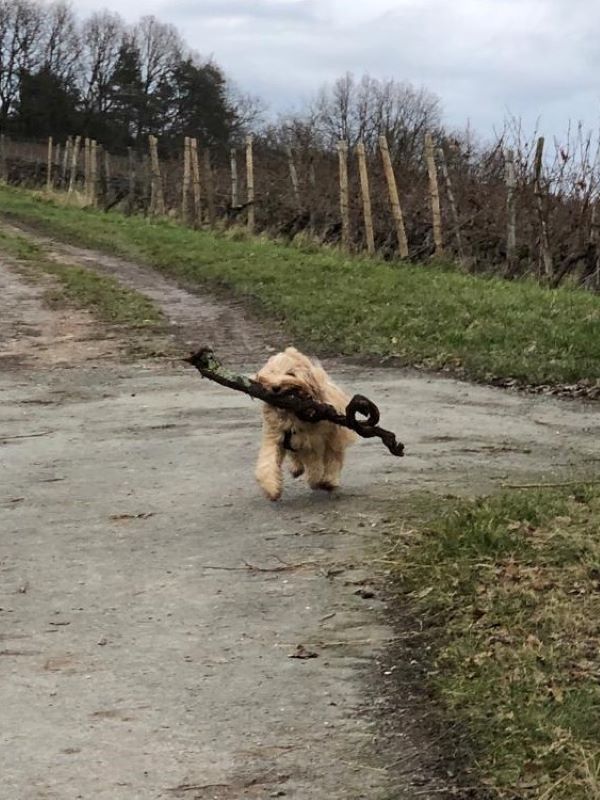 Shani arbeitet auch schwer wie die Omi!