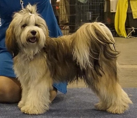 CACIB Budapest 19: Han-na ist frisch gebackener HJCh. ☺