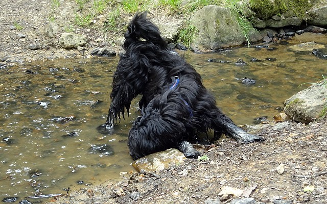 Yeshi, mein "tibetischer Wasserhund" - Tibet-Terrier-Rüde, 7 Monate alt