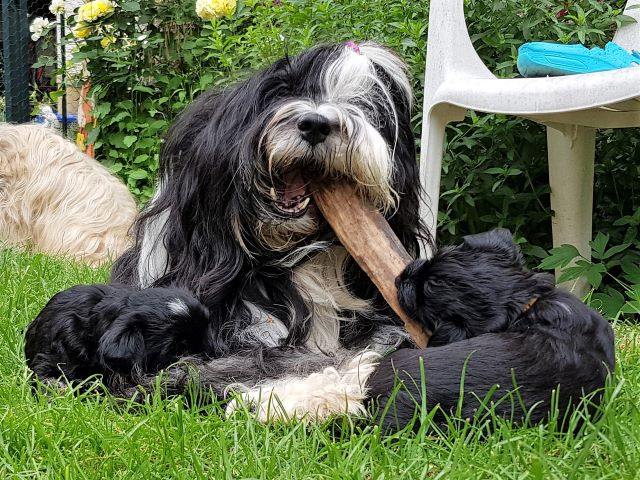 Lisha zeigt Jinpa (li.) und Mia (re.) wie man mit Stöcken verfährt!