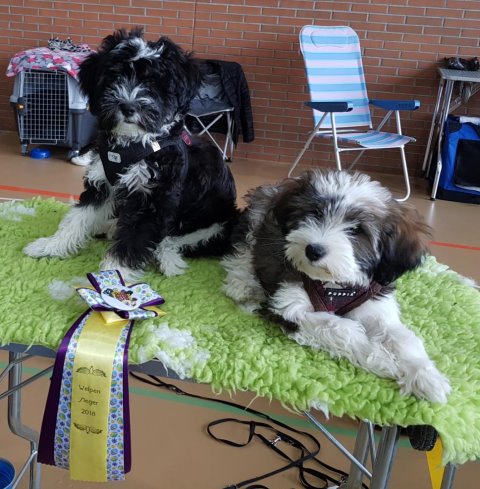 Puppyklasse März: Yaro und Han-na gewinnen jeweils bei den Rüden und den Hündinnen mit vv1!