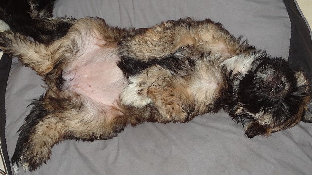 Femi - 11 Wochen alt - beim Relaxen