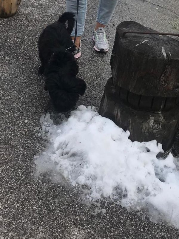 Pepper (J-Wurf 2019) entdeckt den ersten Schnee!