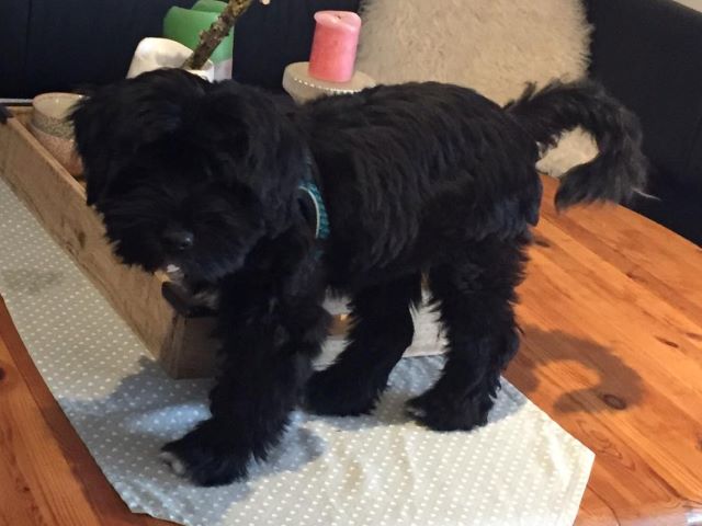 01 Oktober 2019 Tibet Terrier Liebhaber Zucht Srinagar Danda