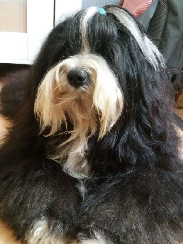 Mihu