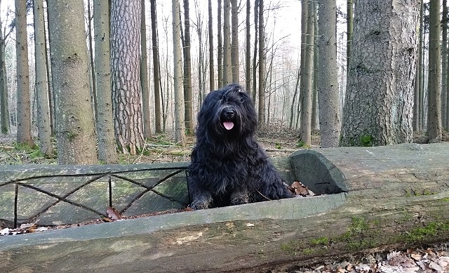 Yeshi - König der Wälder