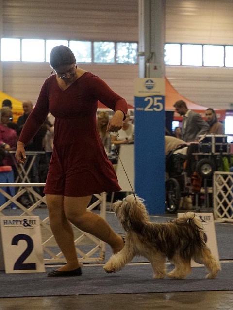 CACIB Budapest 19 in der Jugendklasse