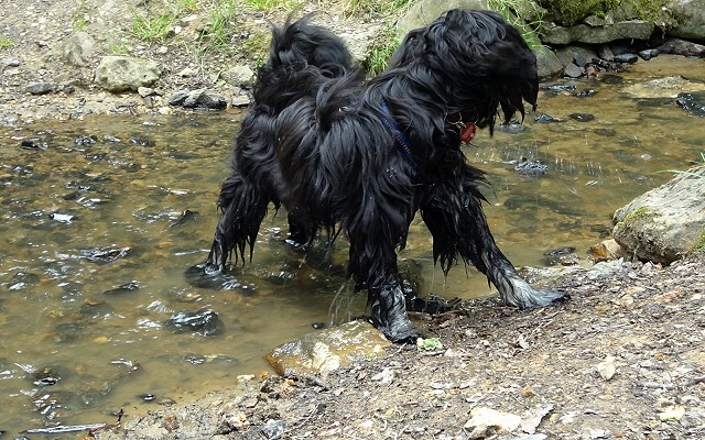 Yeshi, mein "tibetischer Wasserhund" - Tibet-Terrier-Rüde, 7 Monate alt