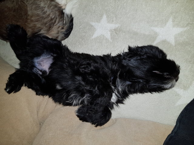 Und noch ein letztes Bild vom entspannten Sam ♥