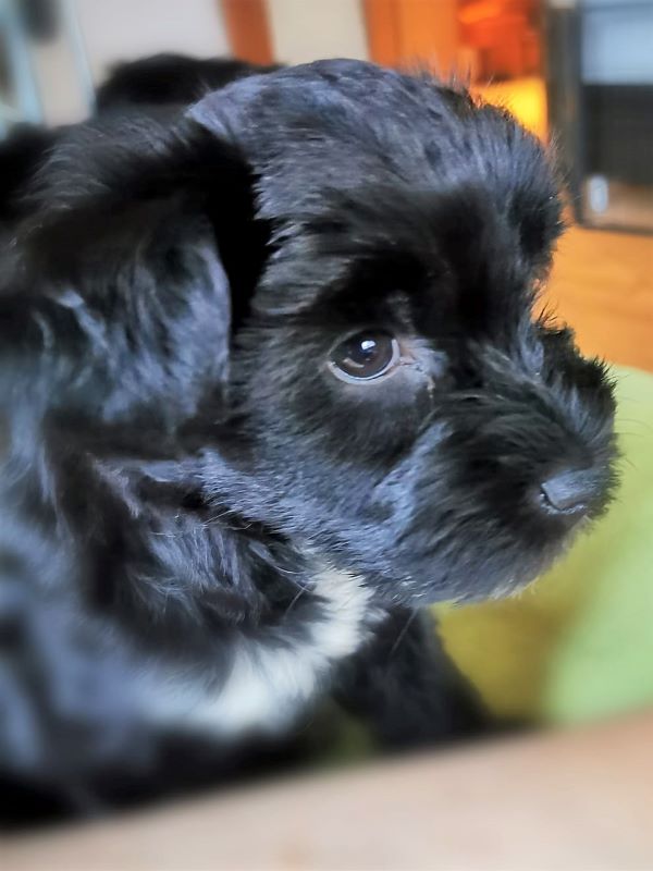 Mia