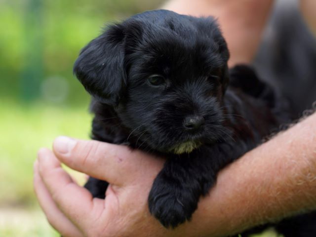 Pepper