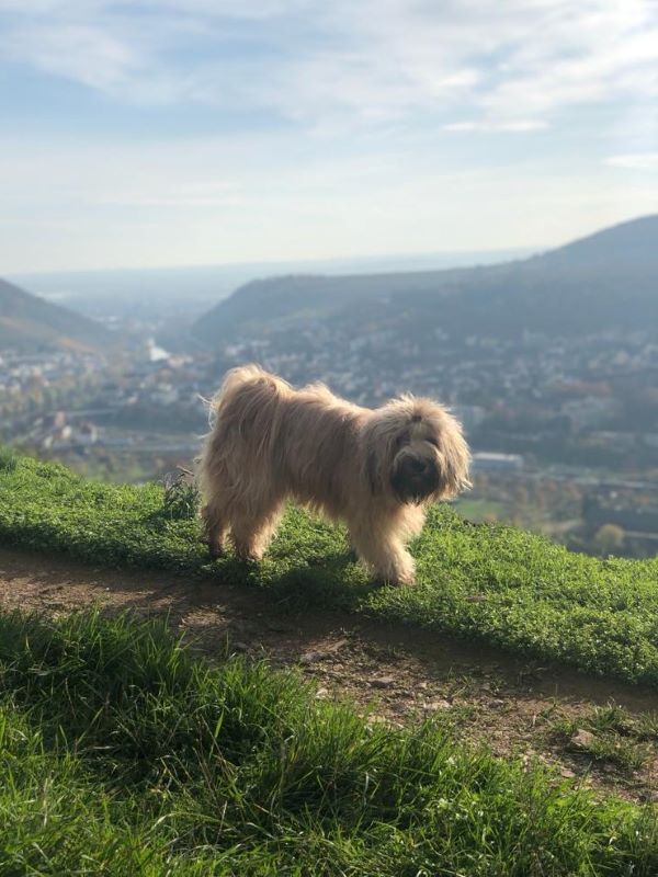 Shani