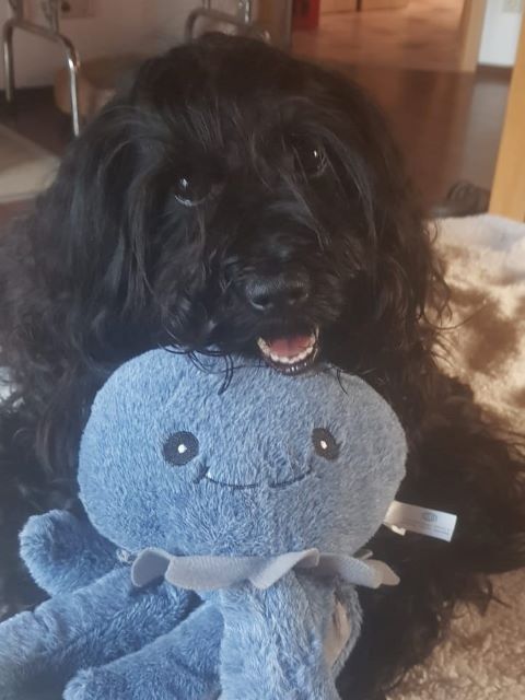 Santi (H-Wurf 2017) hatte Wochenendbesuch von Mihu und bekam zum Dank den Kraken