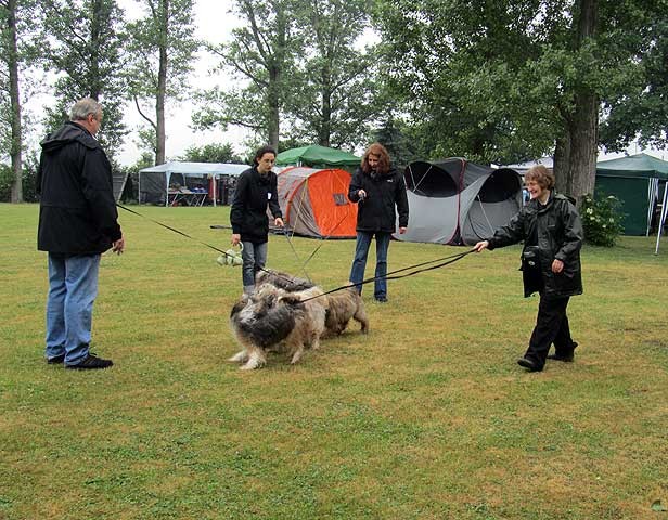 Ein Tibet-Terrier-Knäuel: Milka mit ihren Freunden