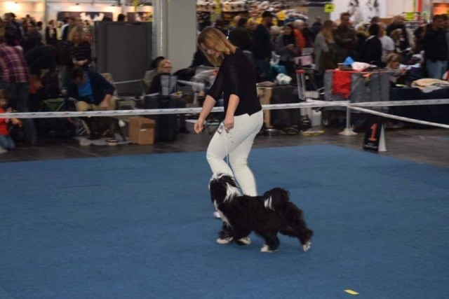 CACIB Hannover 25.10.2015 - Lisha - Jugendklasse Hündinnen
